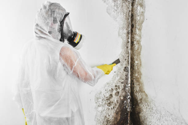 Best Mold Removal for HVAC Installations  in Atherton, CA